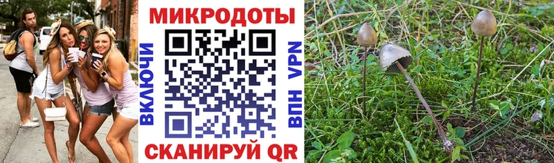 Галлюциногенные грибы Psilocybe  Ивангород 
